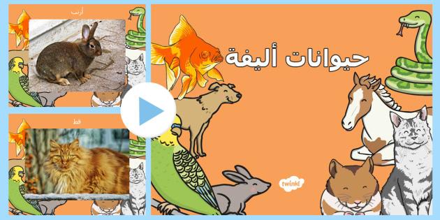 التأثير الإيجابي لمرافقة الحيوانات الأليفة على الضغوط النفسية