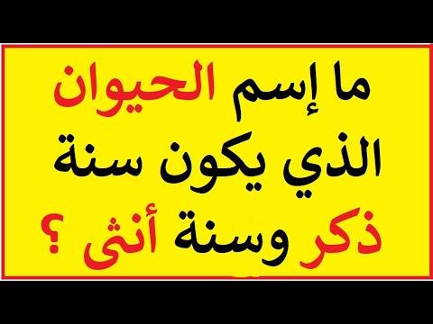 الضحك والتحدي: كيف تجعل الألغاز تلفت انتباه أصدقائك بفنون الفكاهة