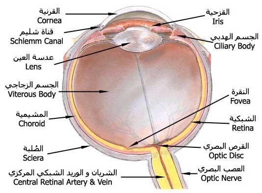 عجائب العين: خدع بصرية قد تجعلك تشك في عقلك